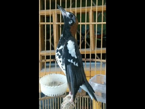 VIDEO : suara master anis kembang - suara burung mastersuara burung masteranis kembanghttps://youtu.be/_lbry6ke9ze. ...