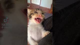 Simplemente Un Gato Riéndose