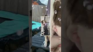 Puppy Love Staffy American Bull