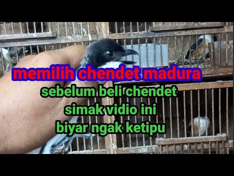 sebelum beli cendet madura lihat vidio ini , jika asal beli bisa jadi ketipu,cendet madura palsu