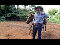 cavalos