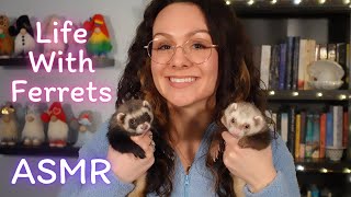 Asmr Ferret Vlog Soft Spoken