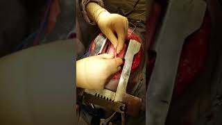 Veterinary Lung Surgery At Northstar Vets