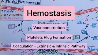 Hemostasis Vasoconstriction Platelets Plug Formation Coagulation