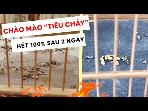 ĐẶC TRỊ CHÀO MÀO "TIÊU CHẢY", PHÂN NÁT HẾT 100% - CHÀO MÀO HÓT ĐẤU