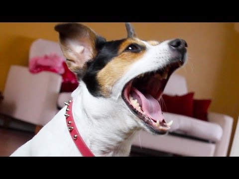 My Dog Can Still Talk!!
