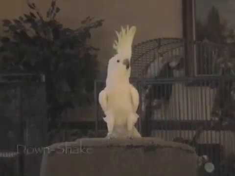 Snowball the dancing cockatoo (part 2)