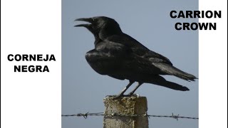 Corneja Negra Carrion Crow Corvus Corone Corone