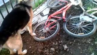 Perro Goegos Focos