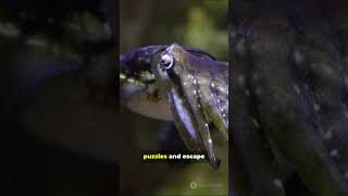 8 Genius Animals In 40 Seconds