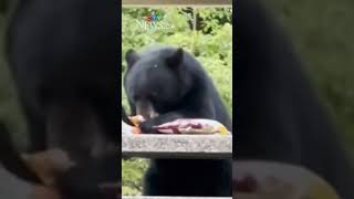Bear Captured In Burnaby Mountain Park