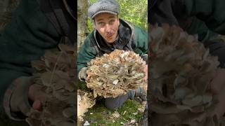 Huge Edible Wild Mushroom