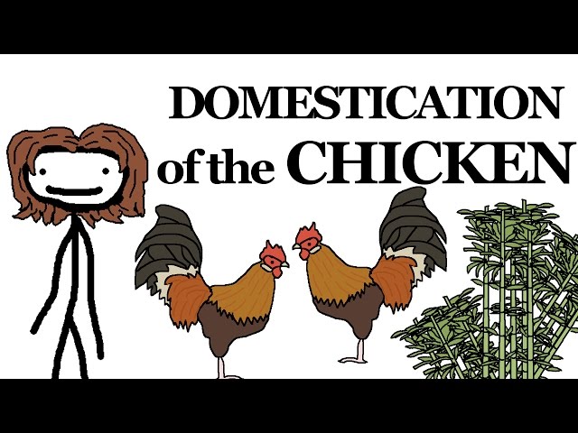 Why the Chicken Got Domesticated - Video