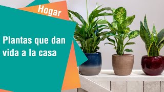 Plantas Que Dan Vida A Su Hogar Hogar