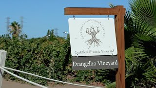 The Ancient Vines Of Antioch, Ca - Evangelho Vineyards