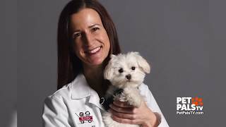 Meet Pistachio, the miracle Maltese