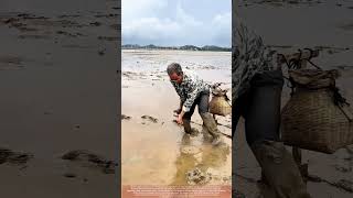 U-Fork Eel Capture Rotational Technique In Coastal Silt