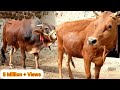 Amazing Excellent Bull and cow. || Village Animals ||