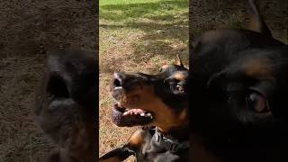 Doberman Ball Blitz Vaders Slow-Mo Miss