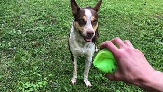 Fetch with Aspen!