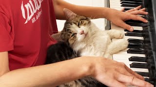 Every Morning, This Cat Waits For Us To Play Piano Then Melts Into The Music