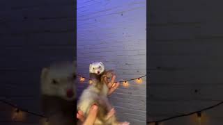 Bounce That Booty Like A Basketball Tiktok