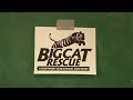 Do BIG Cats Like Catnip? *PART 2 - The "Science"...