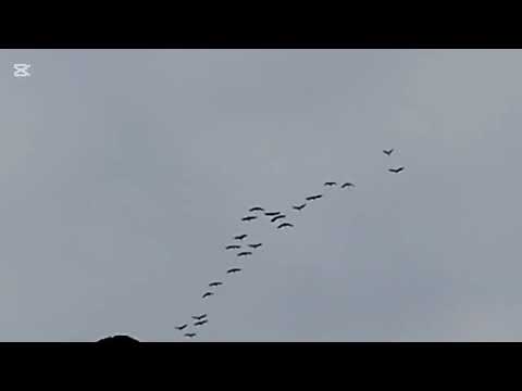 Журавли Летят Журавли Летят