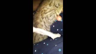 Kitten Ling On My Fingers