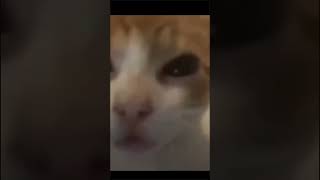 Ayo