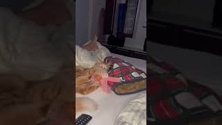 Orange Kitty Cat Mia Attacking Shrimp. Orangec