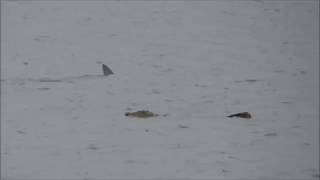 Crocodile Attack Shark