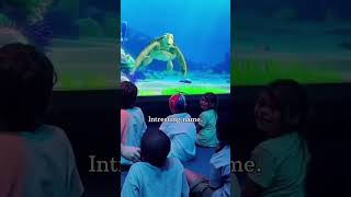 Perfect Response Turtle Talk With Crush