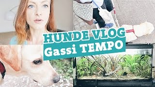 Wenn der Hund das Gassi-Tempo bestimmt | Gassi gehen Labrador Hunde Vlog #1 | Hundeblog | Hundekanal