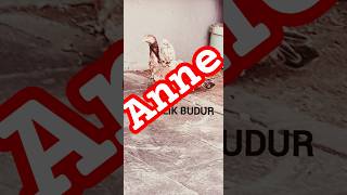 Annelik Budur Yavrularini Kanatlarinin Altina Slmaktir.doş..mardindoş Ekim 2025