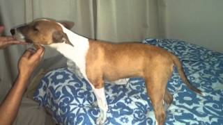 Adorable 4 Month Old Female Bull Terrier
