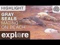 Gray Seals Mating! - Live Cam Highlight