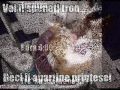 Poze haioase cu animale - youtube
