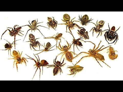 Spiders Video