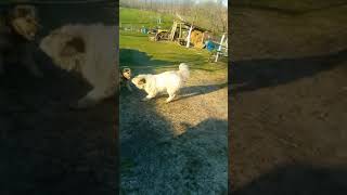 Jagdterrier Vs Urs La 9 Luni