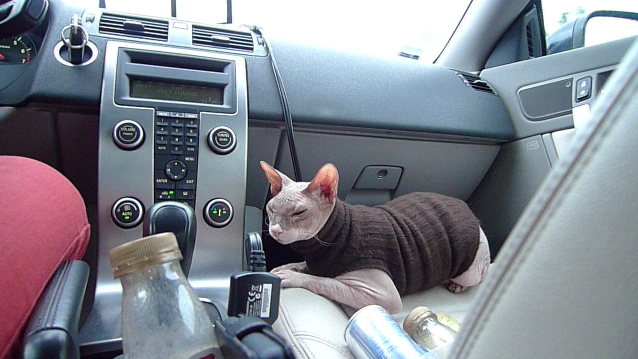 How to Keep a Cat Calm During a Move picture pictures How to Keep a Cat Calm During a Move