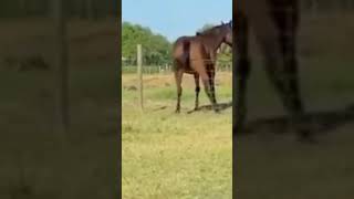 My Little Pony Meme Cavalo