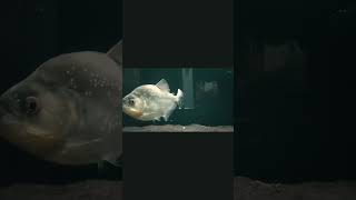 Black Piranha