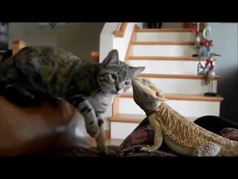 How Long Does It Take A Cat Tto Full Gropwn How Long Does It Take A Cat Tto Full Gropwn