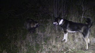 Supikoiran Pintapyynti - Jakso3