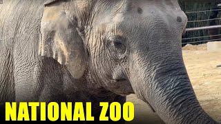 National Zoo - Smithsonian National Zoological Park - Full Tour 2024 - Walking Tour - Washington Dc