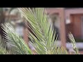 Sony A77 + Sony 70-200mm f/2.8 G Video Test (Depth of Field)