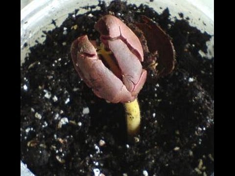 The Seeds Try To Understand Pushin Too Hard Evil Hoodoo The Seeds Try To Understand Pushin Too Hard Evil Hoodoo