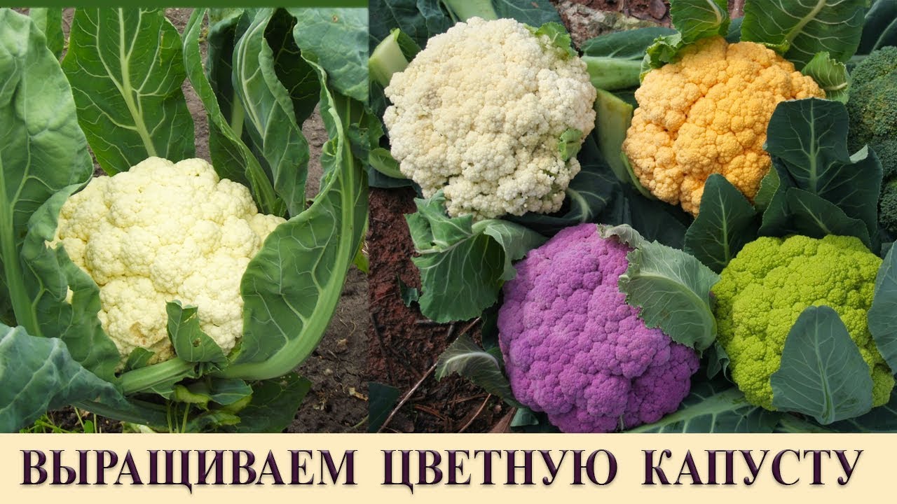 Как вырастить цветную капусту на огороде: тонкости, секреты