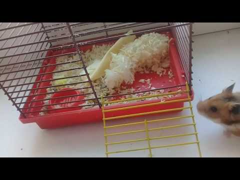 Карусель конкурсы мой питомец Карусель конкурсы мой питомец